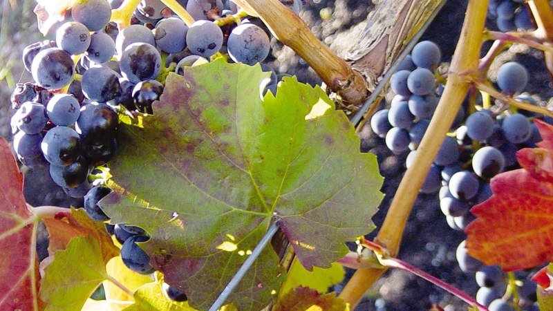 Blaue Weintrauben hängen an einem Rebstock, umgeben von grünen und roten Blättern., © Stuttgart-Marketing GmbH Blaue Weintrauben hängen an einem Rebstock, umgeben von grünen und roten Blättern., © Stuttgart-Marketing GmbH