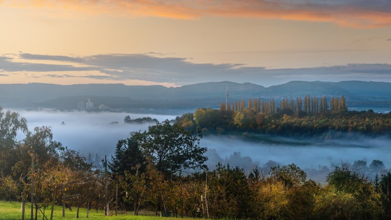 Nebelverhangene Landschaft mit Bäumen und Hügeln im Hintergrund. Der Himmel zeigt sanfte Morgenfarben, während der Nebel über den Feldern liegt., © SMG, Martina Denker