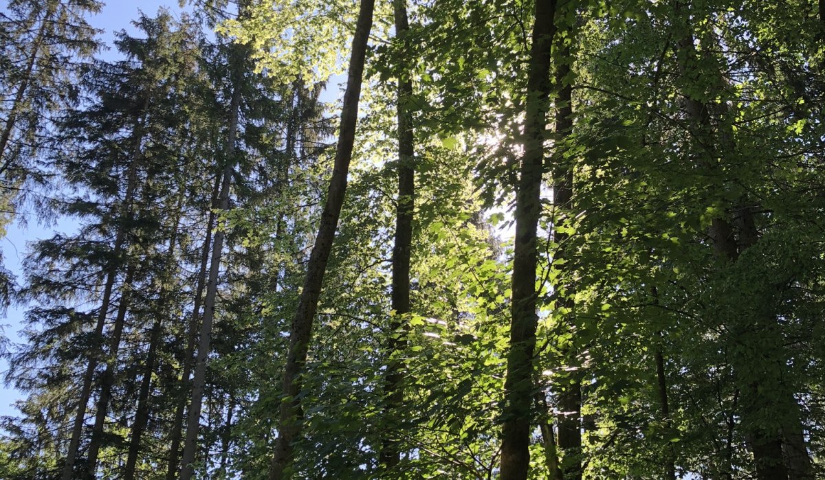 Sonnenlicht fällt durch hohe, grüne Bäume in einem Wald. Der Himmel ist blau und klar., © Nördlicher Schwarzwald Sonnenlicht fällt durch hohe, grüne Bäume in einem Wald. Der Himmel ist blau und klar., © Nördlicher Schwarzwald