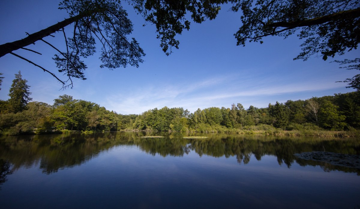 Ein ruhiger See mit spiegelnder Wasseroberfläche, umgeben von grünen Bäumen unter einem klaren blauen Himmel., © Region Stuttgart