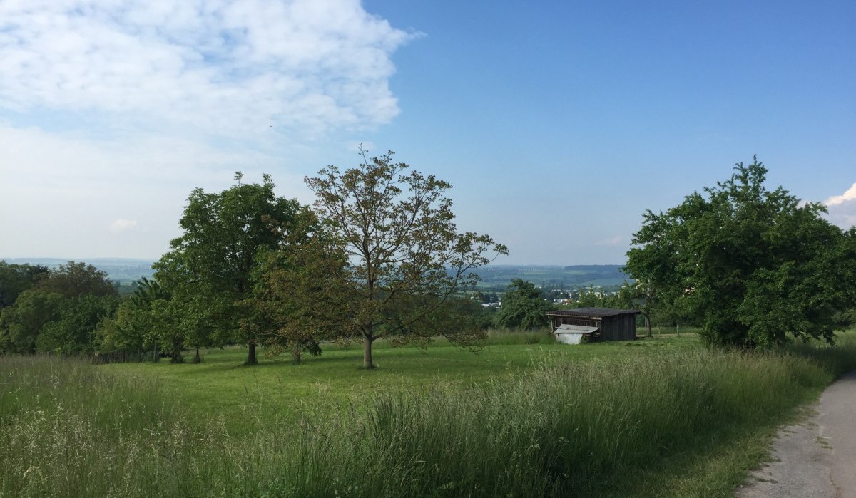 Gr&uuml;ne Wiese mit B&auml;umen und einem kleinen Holzschuppen unter blauem Himmel. Ein Pfad f&uuml;hrt durch die Landschaft., &copy; www.pro-cycl.de