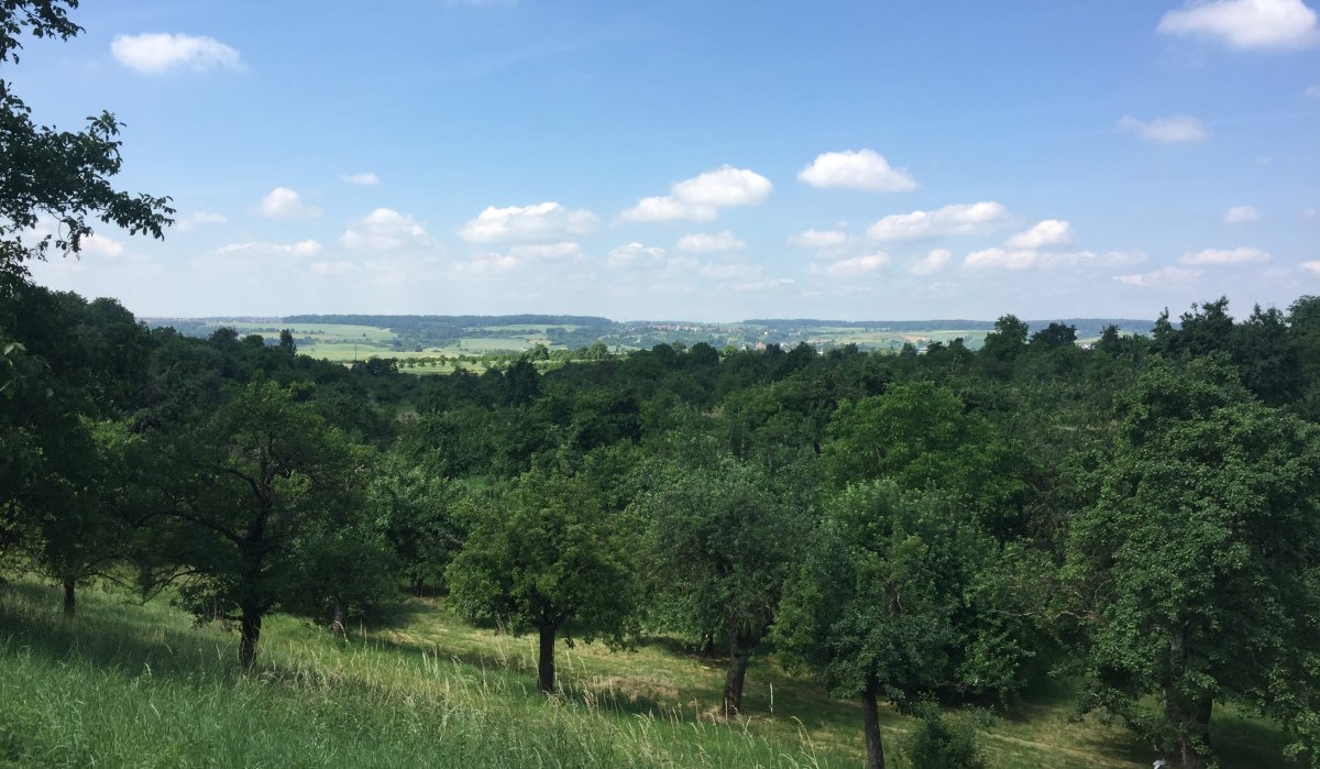 Grüne Obstplantagen erstrecken sich unter einem blauen Himmel mit weißen Wolken. Im Hintergrund sind Felder und Wälder zu sehen., © www.pro-cycl.de