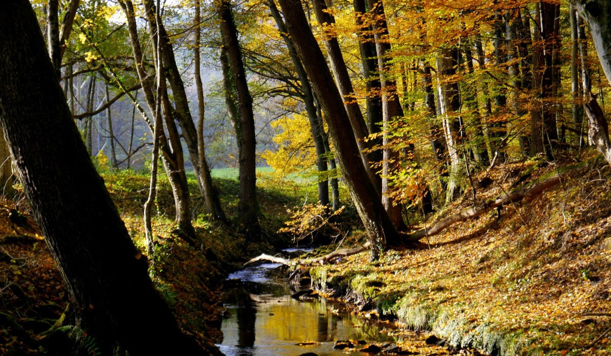 Ein kleiner Bach fließt durch einen herbstlichen Wald mit buntem Laub und Sonnenlicht, das durch die Bäume scheint., © Natur.Nah. Schönbuch & Heckengäu