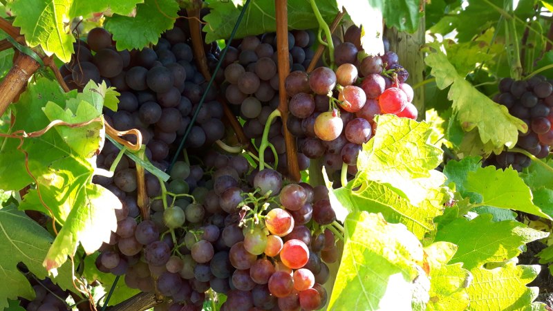 Reife rote Weintrauben hängen an einem Weinstock, umgeben von grünen Blättern im Sonnenlicht., © SMG
