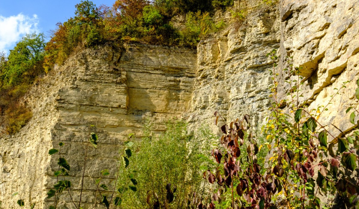 Ein Steinbruch mit steilen Felswänden, bewachsen mit Bäumen und Sträuchern. Im Vordergrund sind Pflanzen zu sehen, der Himmel ist blau.
