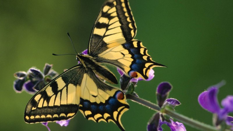 Sonderausstellung Schmetterlinge, © Biosphärengebiet Schwäbische Alb