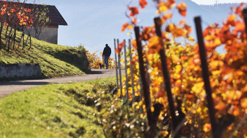 Ein Spazierg&auml;nger mit Hund auf einem Weg durch einen herbstlichen Weinberg in Metzingen. Bunte Bl&auml;tter und ein H&uuml;gel im Hintergrund.