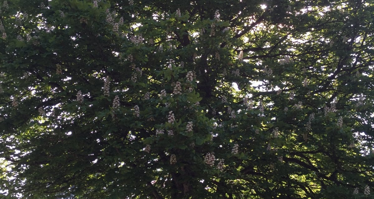 Ein großer Baum mit weißen Blüten steht in einem grünen Naturschutzgebiet. Sonnenlicht scheint durch das dichte Laubwerk., © www.pro-cycl.de Ein großer Baum mit weißen Blüten steht in einem grünen Naturschutzgebiet. Sonnenlicht scheint durch das dichte Laubwerk., © www.pro-cycl.de