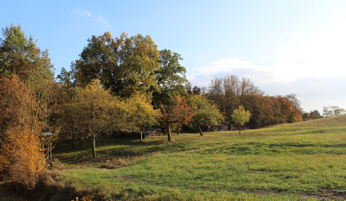 Herbstliche Wiese mit Bäumen am Peter-Schanz-Weg in Herrenberg. Die Bäume zeigen bunte Herbstfarben unter einem klaren blauen Himmel., © Natur.Nah. Schönbuch & Heckengäu Herbstliche Wiese mit Bäumen am Peter-Schanz-Weg in Herrenberg. Die Bäume zeigen bunte Herbstfarben unter einem klaren blauen Himmel., © Natur.Nah. Schönbuch & Heckengäu