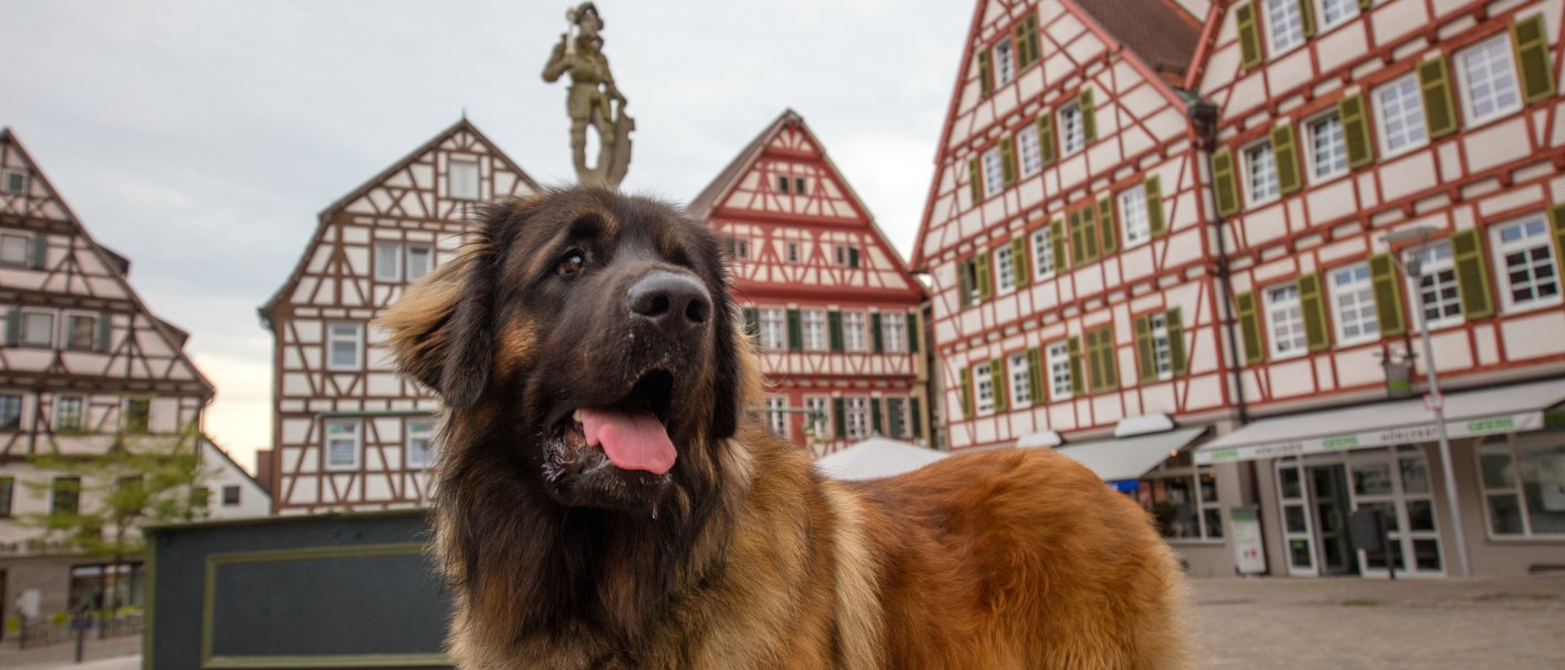 Ein Leonberger Hund steht in einer Altstadt mit Fachwerkh&auml;usern im Hintergrund. Der Hund hat eine braune Fellfarbe und schaut aufmerksam in die Ferne., &copy; SMG, Achim Mende