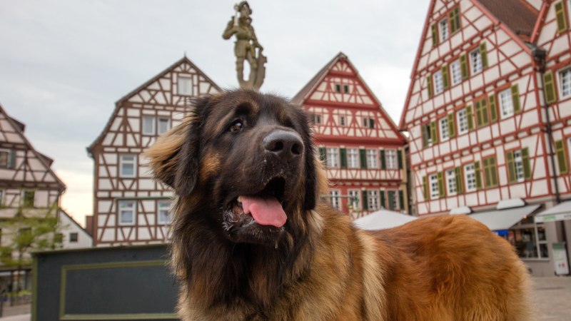 Ein Leonberger Hund steht in einer Altstadt mit Fachwerkhäusern im Hintergrund. Der Hund hat eine braune Fellfarbe und schaut aufmerksam in die Ferne., © SMG, Achim Mende Ein Leonberger Hund steht in einer Altstadt mit Fachwerkhäusern im Hintergrund. Der Hund hat eine braune Fellfarbe und schaut aufmerksam in die Ferne., © SMG, Achim Mende