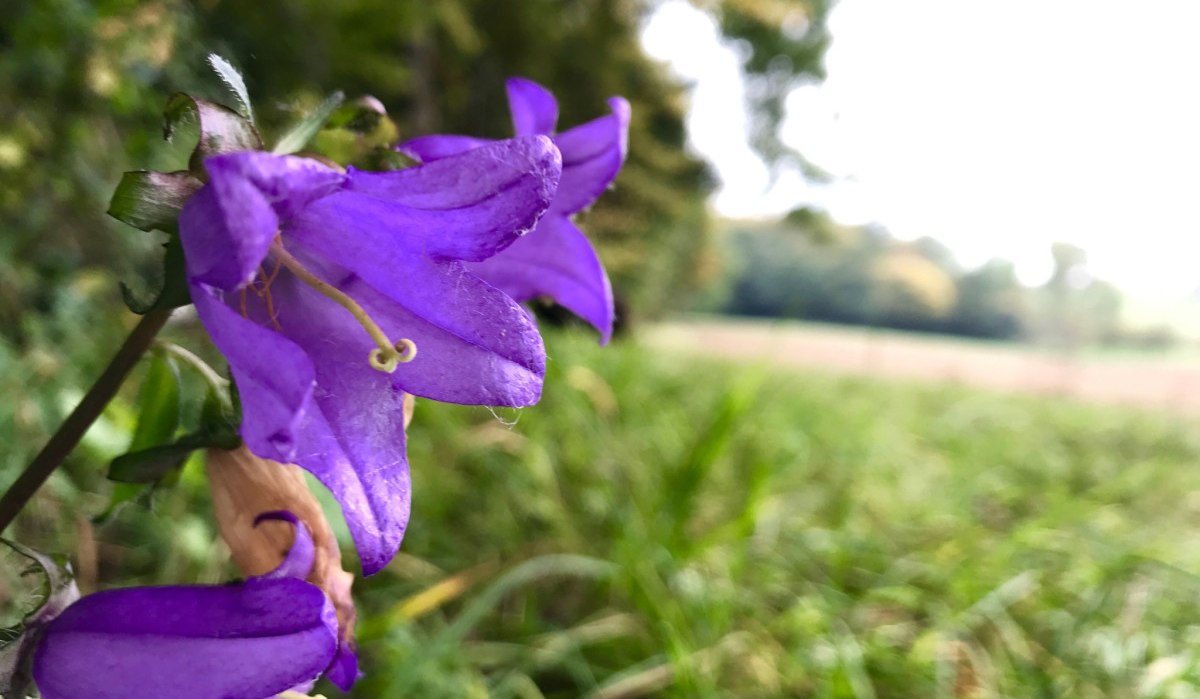 Lila Blume in Nahaufnahme, unscharfer Hintergrund mit Wiese und Bäumen., © Landkreis Göppingen Lila Blume in Nahaufnahme, unscharfer Hintergrund mit Wiese und Bäumen., © Landkreis Göppingen