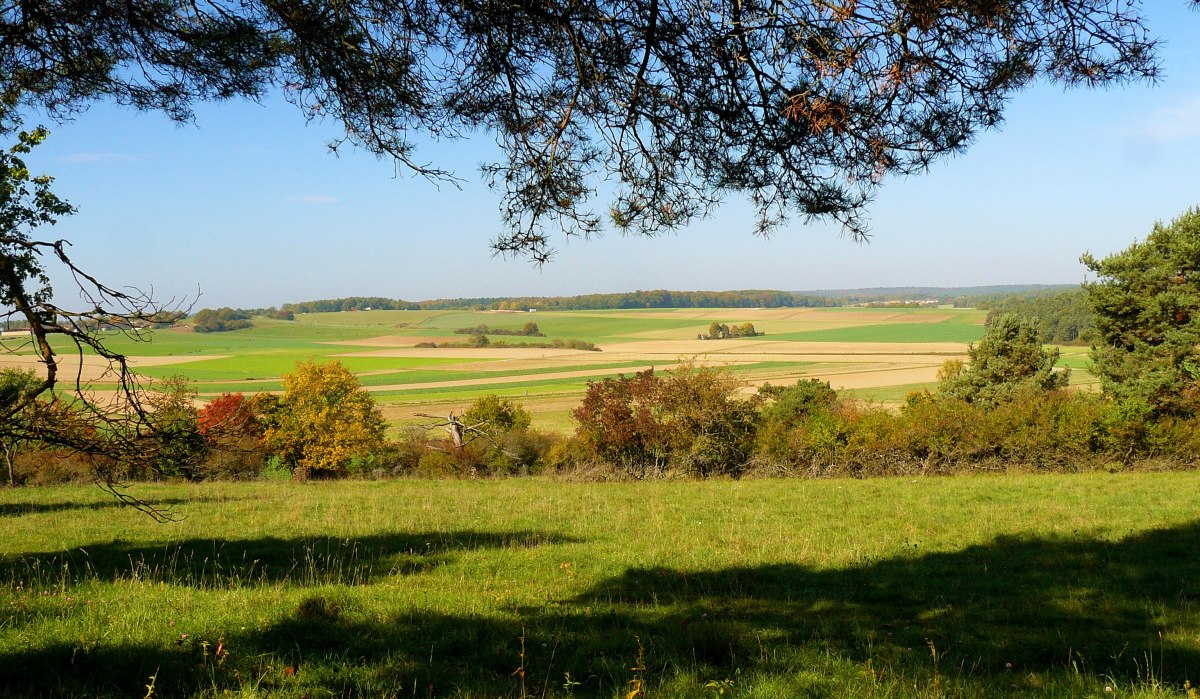 Weite Landschaft mit grünen Feldern und Bäumen unter einem klaren blauen Himmel. Im Vordergrund Schatten von Ästen., © Natur.Nah. Schönbuch & Heckengäu
