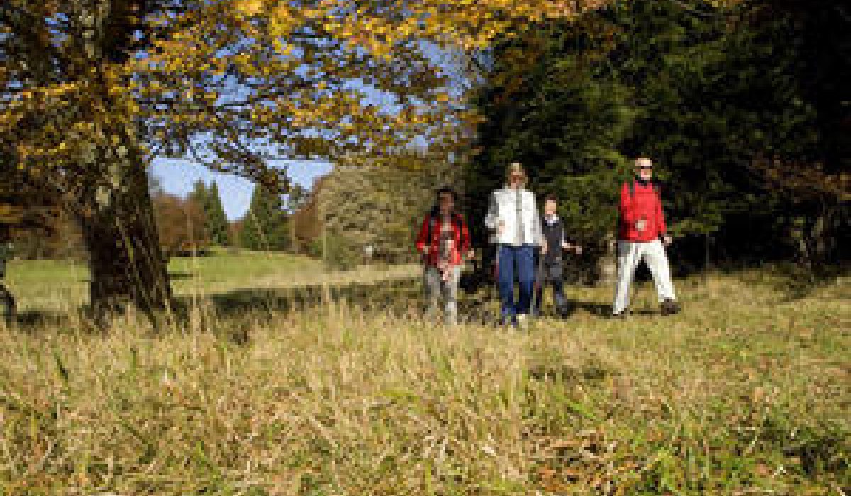 Vier Personen wandern im Herbst durch eine Wiese. Die Bäume im Hintergrund haben gelbes Laub., © Schwarzwald Tourismus GmbH Vier Personen wandern im Herbst durch eine Wiese. Die Bäume im Hintergrund haben gelbes Laub., © Schwarzwald Tourismus GmbH