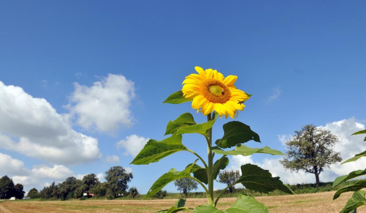 Eine Sonnenblume ragt vor einem blauen Himmel mit weißen Wolken hervor, im Hintergrund ein Feld und Bäume., © Landratsamt Göppingen Eine Sonnenblume ragt vor einem blauen Himmel mit weißen Wolken hervor, im Hintergrund ein Feld und Bäume., © Landratsamt Göppingen
