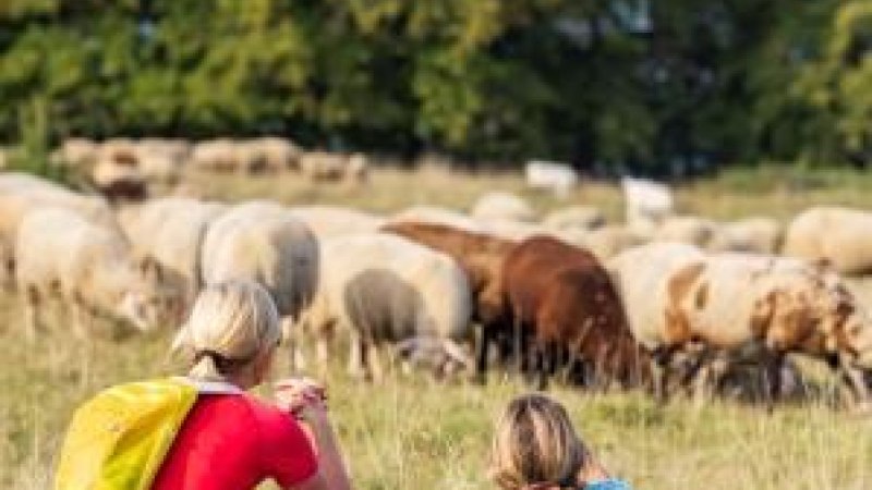 Zwei Personen sitzen auf einer Wiese und beobachten eine Schafherde. Im Hintergrund sind Bäume zu sehen., © Torsten Wenzler Zwei Personen sitzen auf einer Wiese und beobachten eine Schafherde. Im Hintergrund sind Bäume zu sehen., © Torsten Wenzler