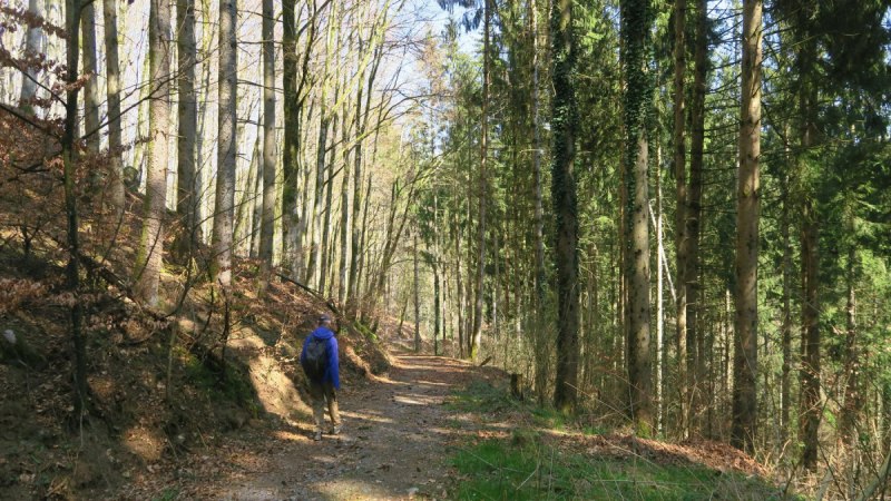 Ein Wanderer mit blauem Rucksack geht auf einem sonnigen Waldweg, umgeben von hohen B&auml;umen und frischem Gr&uuml;n., &copy; Hotzenwald Tourismus GmbH