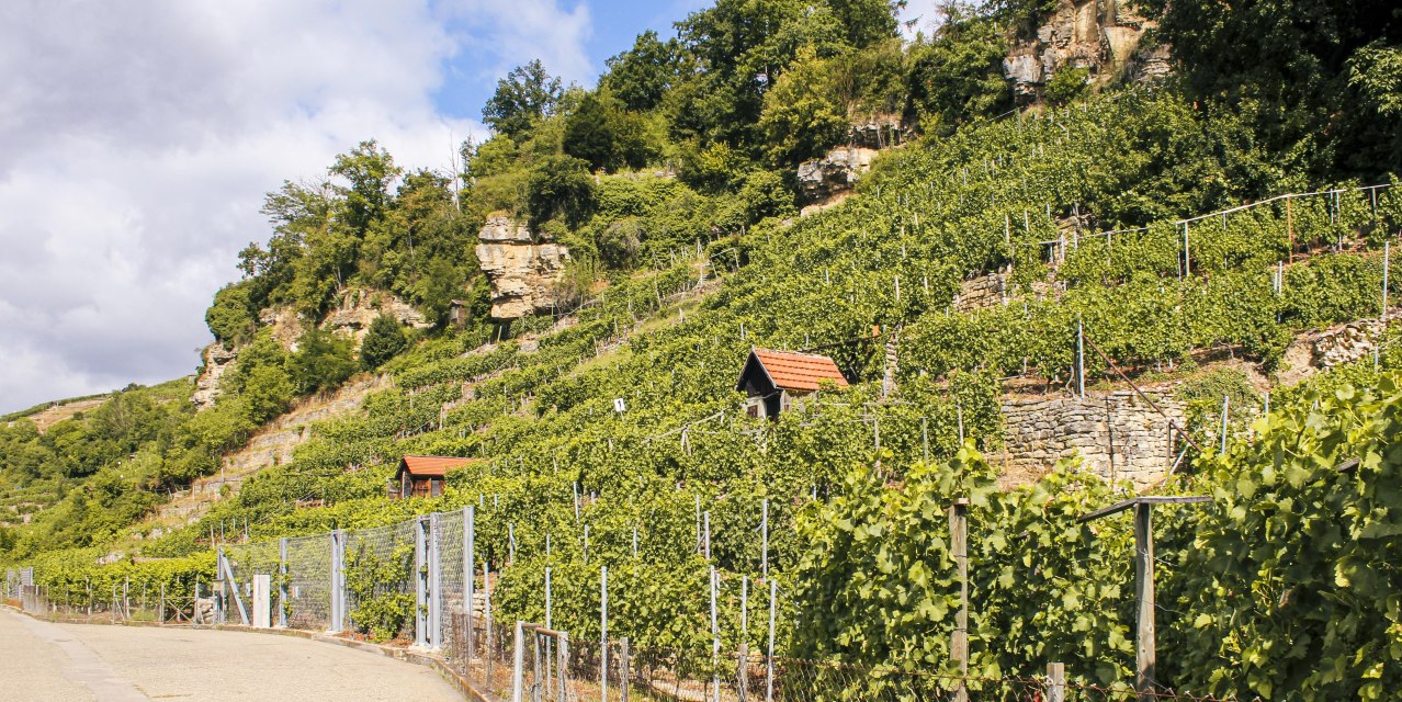 Weinberge erstrecken sich an einem sonnigen Hang mit kleinen H&uuml;tten und &uuml;ppiger Vegetation. Der Himmel ist teils bew&ouml;lkt., &copy; SMG, Ellen Haeffner
