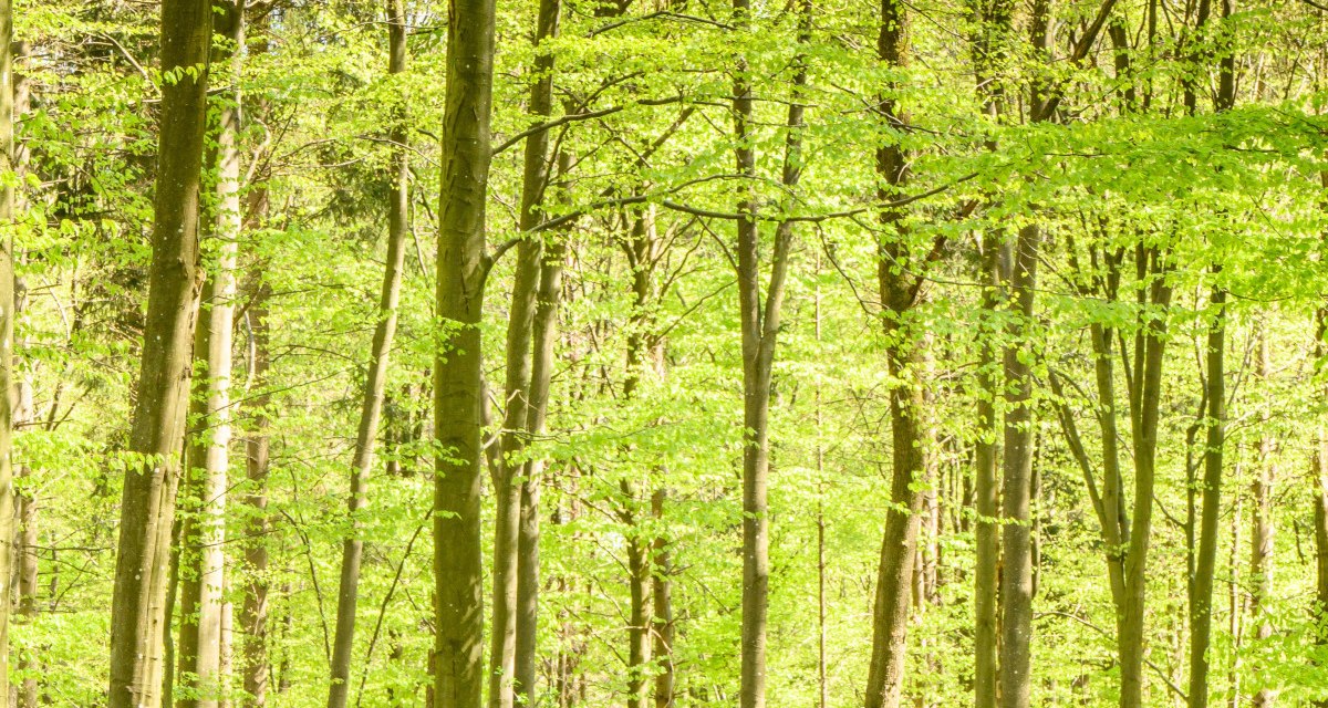 Drei Personen wandern auf einem Waldweg, umgeben von hohen Bäumen mit frischem, grünem Laub., © Stadtverwaltung Winnenden Drei Personen wandern auf einem Waldweg, umgeben von hohen Bäumen mit frischem, grünem Laub., © Stadtverwaltung Winnenden