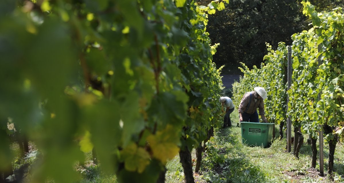 Zwei Personen arbeiten in einem Weinberg, umgeben von grünen Reben. Sie bücken sich über eine grüne Kiste, während die Sonne durch die Blätter scheint., © Land der 1000 Hügel - Kraichgau-Stromberg Zwei Personen arbeiten in einem Weinberg, umgeben von grünen Reben. Sie bücken sich über eine grüne Kiste, während die Sonne durch die Blätter scheint., © Land der 1000 Hügel - Kraichgau-Stromberg