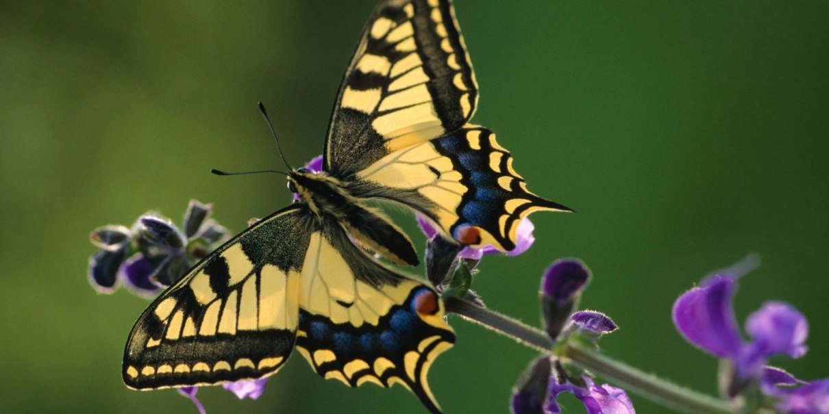 Sonderausstellung Schmetterlinge, © Biosphärengebiet Schwäbische Alb