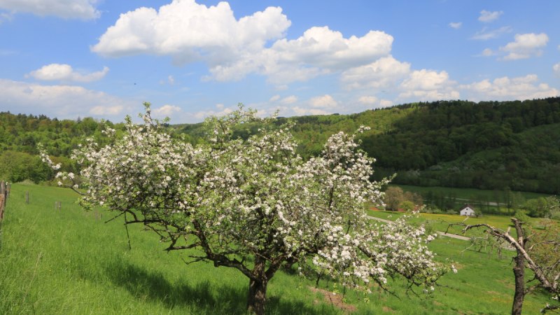 Ein bl&uuml;hender Apfelbaum steht auf einer gr&uuml;nen Wiese. Im Hintergrund sind bewaldete H&uuml;gel und ein blauer Himmel mit wei&szlig;en Wolken zu sehen.