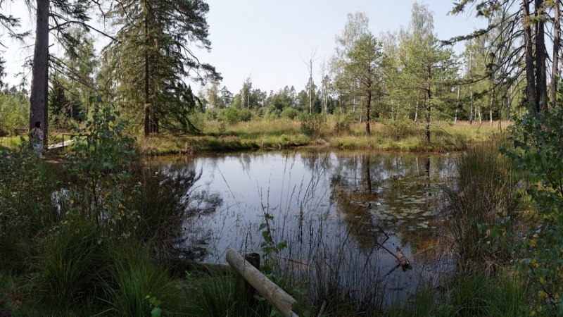 Ein kleiner, ruhiger See inmitten eines Waldes, umgeben von Bäumen und dichter Vegetation. Die Wasseroberfläche spiegelt die Umgebung wider., © Günther Kleis Ein kleiner, ruhiger See inmitten eines Waldes, umgeben von Bäumen und dichter Vegetation. Die Wasseroberfläche spiegelt die Umgebung wider., © Günther Kleis