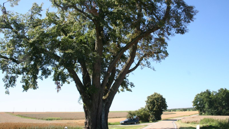 Ein gro&szlig;er Baum steht neben einer Landstra&szlig;e. Im Hintergrund ist ein Auto zu sehen, umgeben von Feldern und klarem Himmel., &copy; Natur.Nah. Sch&ouml;nbuch & Heckeng&auml;u