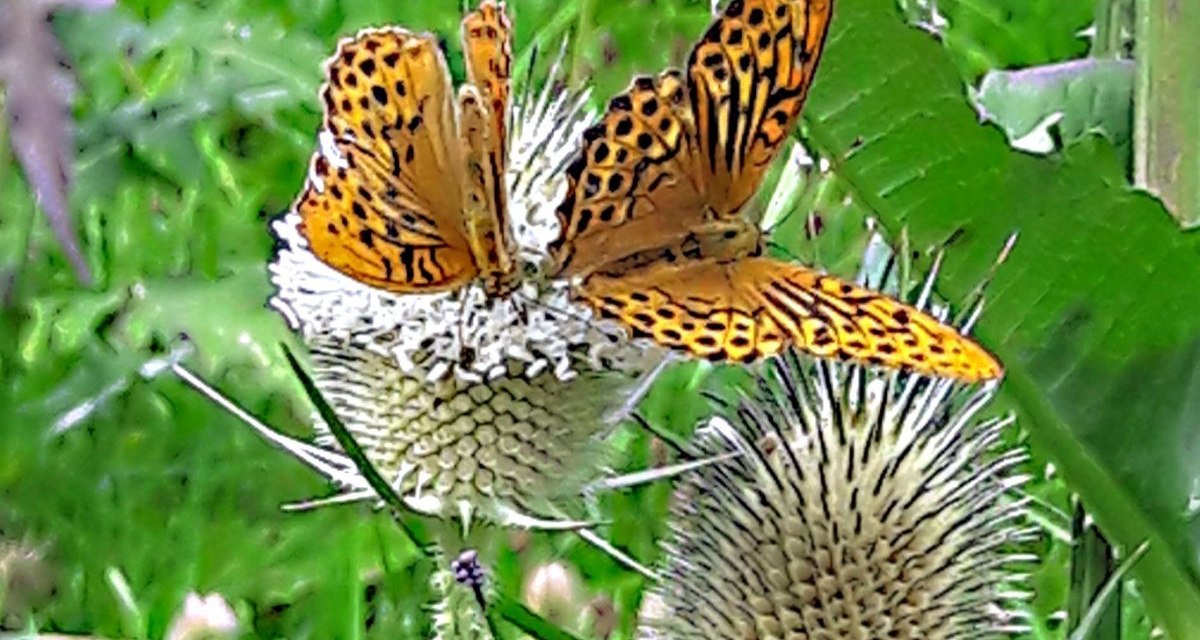 Zwei orangefarbene Schmetterlinge mit schwarzen Flecken sitzen auf einer stacheligen Blume inmitten von grünem Laub., © Bürgerverein Eltingen e. V. Zwei orangefarbene Schmetterlinge mit schwarzen Flecken sitzen auf einer stacheligen Blume inmitten von grünem Laub., © Bürgerverein Eltingen e. V.