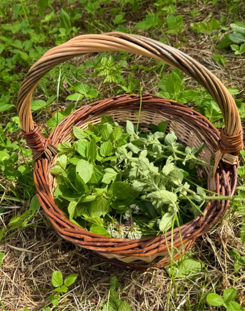 Kr&auml;uterspaziergang mit Gaby Schmid