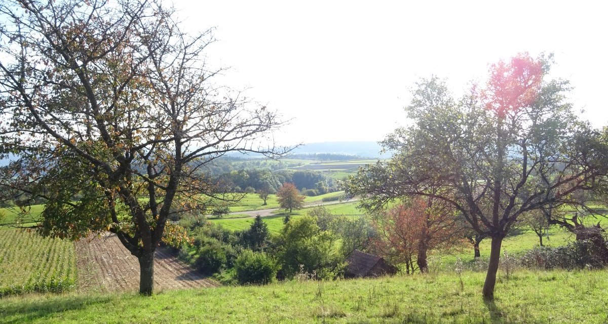 Grüne Wiesen und Felder mit vereinzelten Bäumen unter strahlendem Sonnenschein, im Hintergrund sanfte Hügel., © Stadt Schorndorf Grüne Wiesen und Felder mit vereinzelten Bäumen unter strahlendem Sonnenschein, im Hintergrund sanfte Hügel., © Stadt Schorndorf