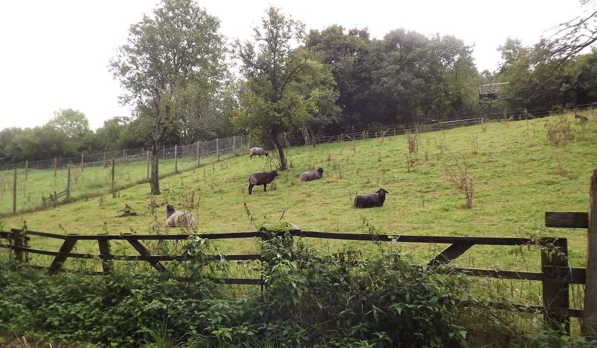 Schafe grasen auf einer grünen Weide, umgeben von Bäumen. Ein Holzzaun mit Pflanzen im Vordergrund., © Natur.Nah. Schönbuch & Heckengäu Schafe grasen auf einer grünen Weide, umgeben von Bäumen. Ein Holzzaun mit Pflanzen im Vordergrund., © Natur.Nah. Schönbuch & Heckengäu