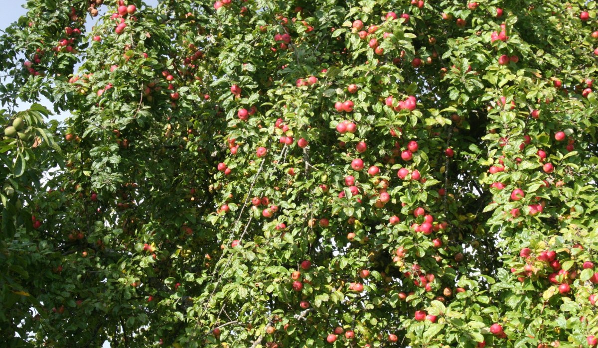 Ein üppiger Apfelbaum mit vielen roten Äpfeln und grünen Blättern im Sonnenlicht., © Natur.Nah. Schönbuch & Heckengäu