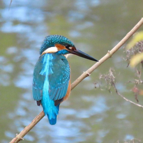 Ein prächtiger Eisvogel mit leuchtend blauem Gefieder sitzt auf einem Ast über einem ruhigen Gewässer., © Die Zugvögel - Kanu-Tours und mehr Ein prächtiger Eisvogel mit leuchtend blauem Gefieder sitzt auf einem Ast über einem ruhigen Gewässer., © Die Zugvögel - Kanu-Tours und mehr