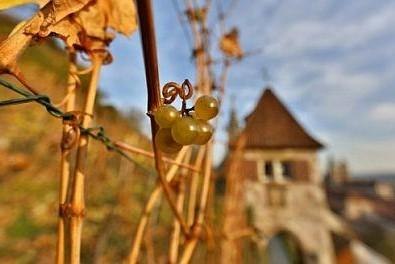 Nahaufnahme von Weintrauben an einem Weinstock, im Hintergrund ein unscharfer Turm. Herbstliche Stimmung in Esslingen., &copy; &copy;Esslinger Stadtmarketing