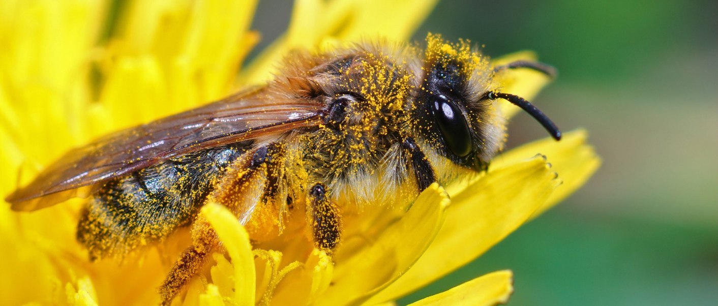 Mit Blütenpollen bestäubte Honigbiene auf einer gelben Blüte, © Freepik