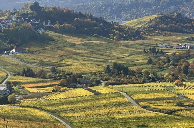 Weinberge am Herzogenberg in der Abendsonne, mit sanften Hügeln und herbstlichen Farben. Ein malerisches Landschaftsbild., © Weingenuss Stuttgart