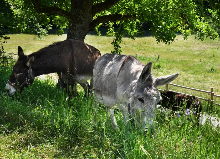 200519_Eselsmühle_Tiere 13, © Guenter E. Bergmann - Photography