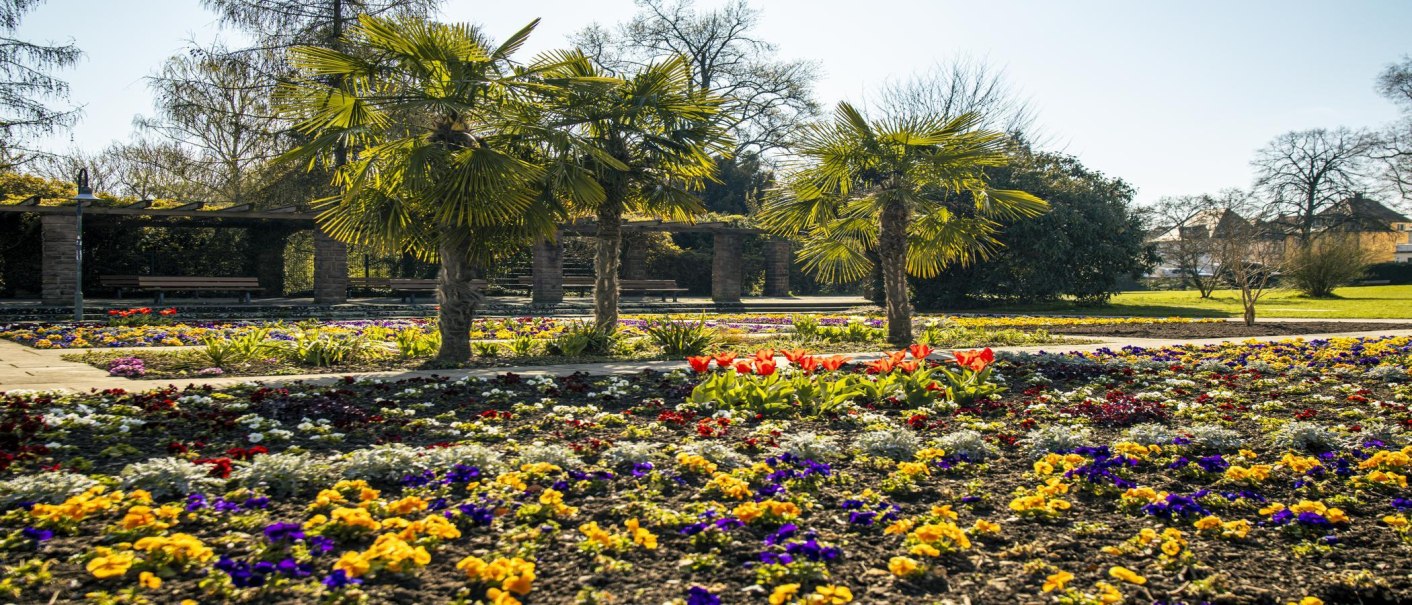 Bunter Blumenbeet mit Palmen im Alten Stadtgarten Kornwestheim. Im Hintergrund sind Bänke und Bäume zu sehen, die eine ruhige Atmosphäre schaffen., © SMG, Sarah Schmid Bunter Blumenbeet mit Palmen im Alten Stadtgarten Kornwestheim. Im Hintergrund sind Bänke und Bäume zu sehen, die eine ruhige Atmosphäre schaffen., © SMG, Sarah Schmid