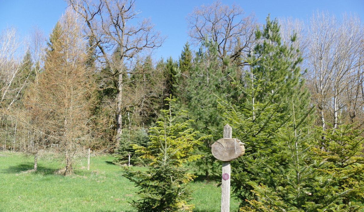 Verschiedene Bäume im Arboretum Bondorf, darunter Nadelbäume und kahle Laubbäume. Ein Holzschild steht im Vordergrund auf einer grünen Wiese., © Natur.Nah. Schönbuch & Heckengäu Verschiedene Bäume im Arboretum Bondorf, darunter Nadelbäume und kahle Laubbäume. Ein Holzschild steht im Vordergrund auf einer grünen Wiese., © Natur.Nah. Schönbuch & Heckengäu