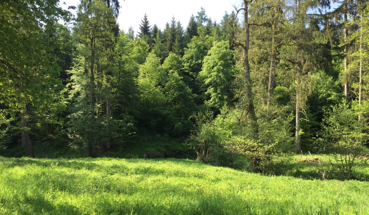 Grüne Wiese vor einem dichten Wald mit hohen Bäumen im Naturschutzgebiet., © www.pro-cycl.de Grüne Wiese vor einem dichten Wald mit hohen Bäumen im Naturschutzgebiet., © www.pro-cycl.de
