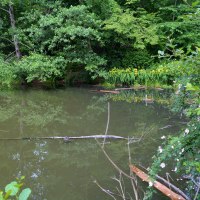 Ein ruhiger Teich mit grünen Bäumen und Sträuchern, gelbe Blumen am Ufer und im Wasser treibende Äste., © Landkreis Göppingen