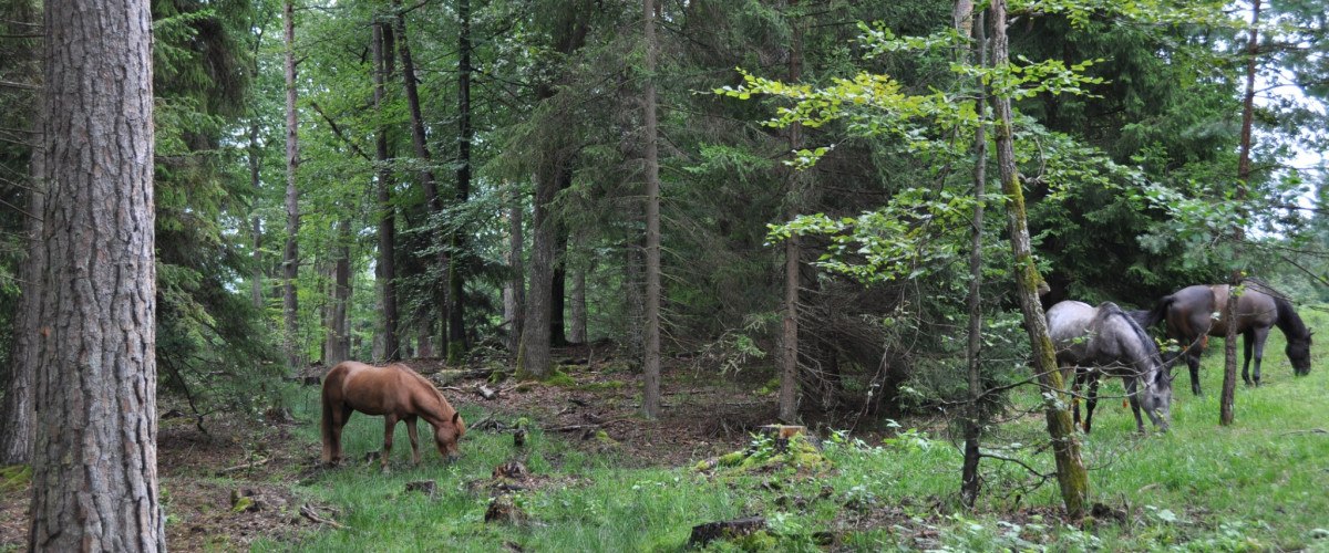Drei Pferde grasen friedlich in einem dichten Waldgebiet. Die Umgebung ist gr&uuml;n und von hohen B&auml;umen umgeben., &copy; Natur.Nah. Sch&ouml;nbuch & Heckeng&auml;u