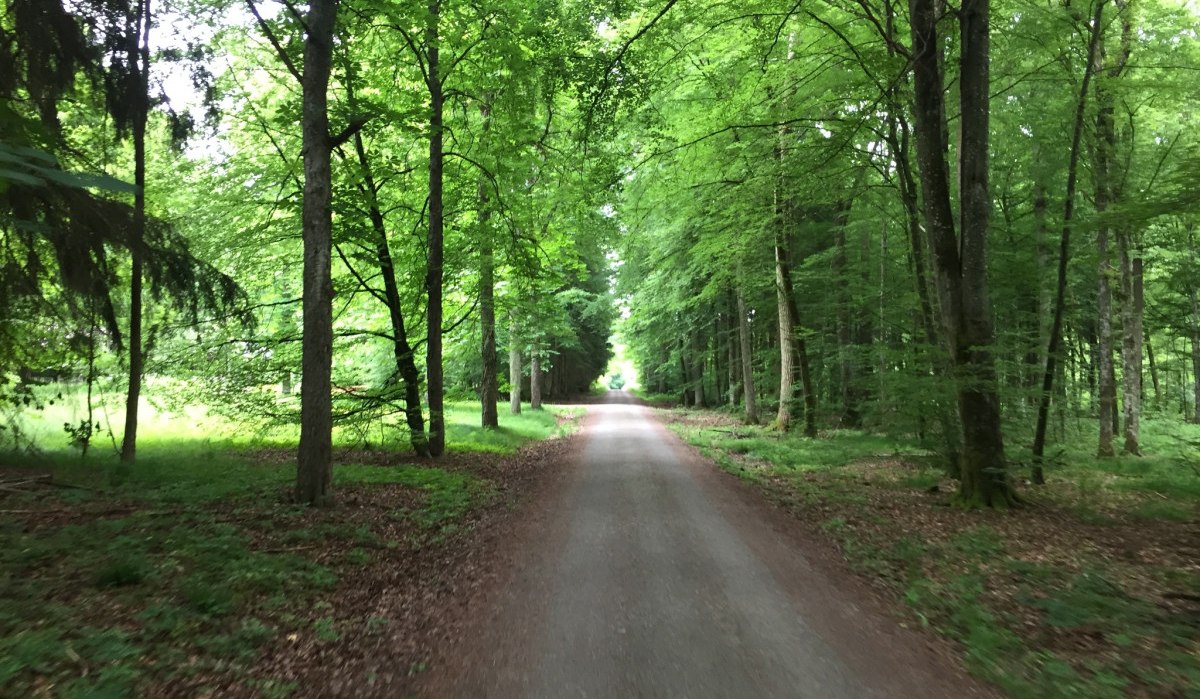 Ein schmaler Weg schl&auml;ngelt sich durch den dichten, gr&uuml;nen Wald des Sch&ouml;nbuchs. Die B&auml;ume spenden Schatten und schaffen eine ruhige Atmosph&auml;re., &copy; www.pro-cycl.de