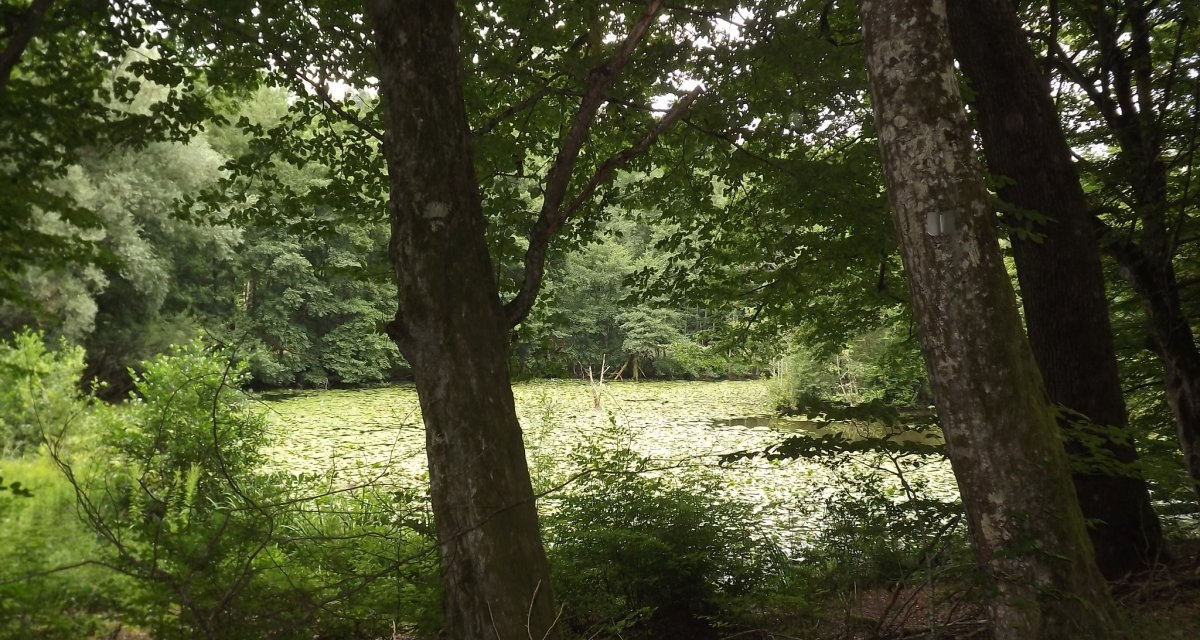 Ein ruhiger Teich mit Seerosen, umgeben von dichtem Wald. Zwei Bäume im Vordergrund rahmen die Szene ein., © Natur.Nah. Schönbuch & Heckengäu Ein ruhiger Teich mit Seerosen, umgeben von dichtem Wald. Zwei Bäume im Vordergrund rahmen die Szene ein., © Natur.Nah. Schönbuch & Heckengäu