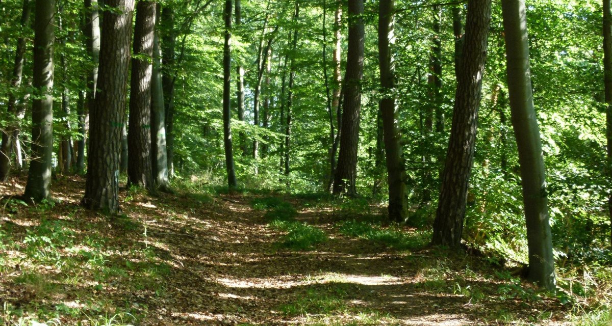 Ein schmaler Weg führt durch ein Buchenwäldchen. Sonnenlicht fällt durch das dichte grüne Blätterdach und beleuchtet den Waldboden., © Natur.Nah. Schönbuch & Heckengäu Ein schmaler Weg führt durch ein Buchenwäldchen. Sonnenlicht fällt durch das dichte grüne Blätterdach und beleuchtet den Waldboden., © Natur.Nah. Schönbuch & Heckengäu