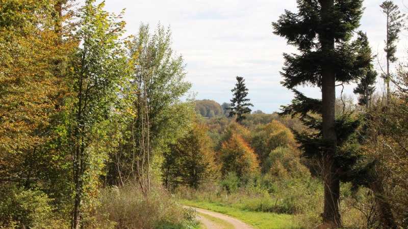 Der Feldweg f&uuml;hrt in den Wald, &copy; Bad Urach Tourismus