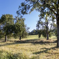 Eine idyllische Streuobstwiese mit mehreren Obstbäumen unter klarem, blauem Himmel. Die Wiese ist gemäht und die Bäume tragen Früchte. Eine idyllische Streuobstwiese mit mehreren Obstbäumen unter klarem, blauem Himmel. Die Wiese ist gemäht und die Bäume tragen Früchte.