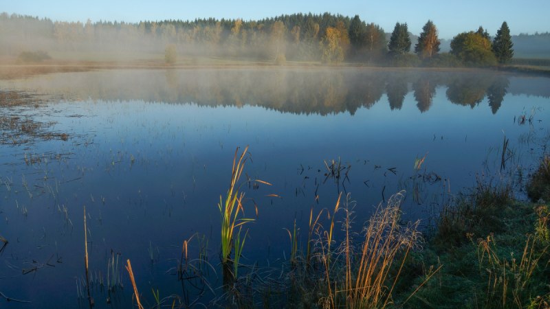 Ein stiller See im Naturschutzgebiet Weiherwiesen, umgeben von Bäumen und Gräsern. Der Morgennebel schwebt über dem Wasser., © Gemeinde Essingen