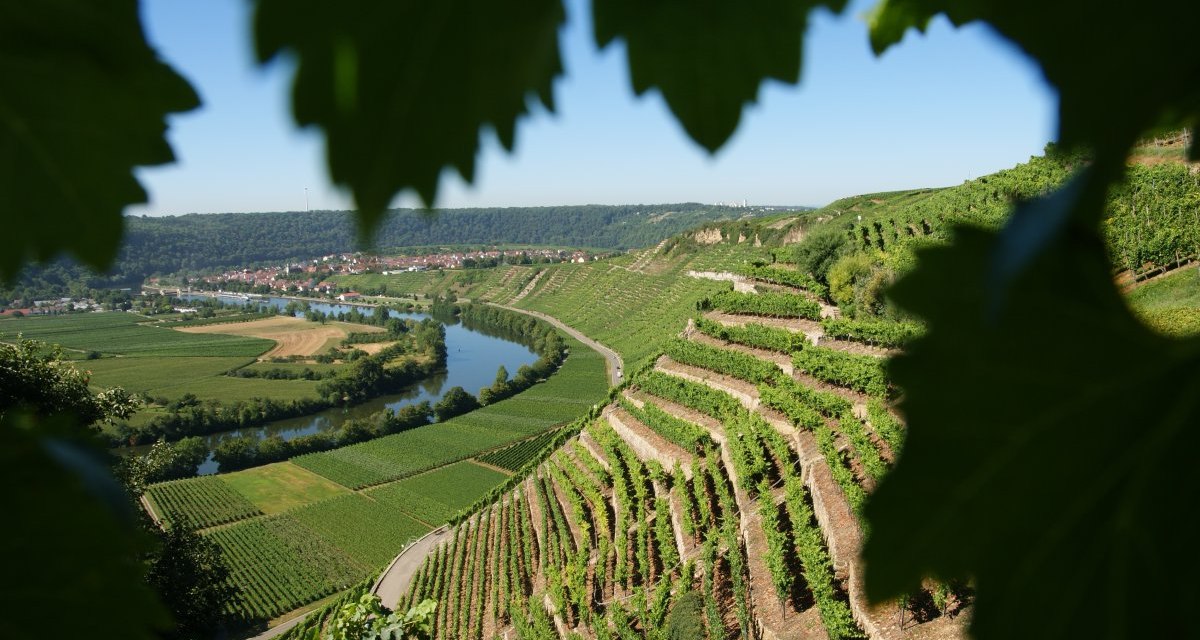 Terrassierte Weinberge an der Neckarschleife bei Mundelsheim, umgeben von grüner Landschaft und einem Fluss, im Hintergrund ein Dorf., © Land der 1000 Hügel - Kraichgau-Stromberg Terrassierte Weinberge an der Neckarschleife bei Mundelsheim, umgeben von grüner Landschaft und einem Fluss, im Hintergrund ein Dorf., © Land der 1000 Hügel - Kraichgau-Stromberg